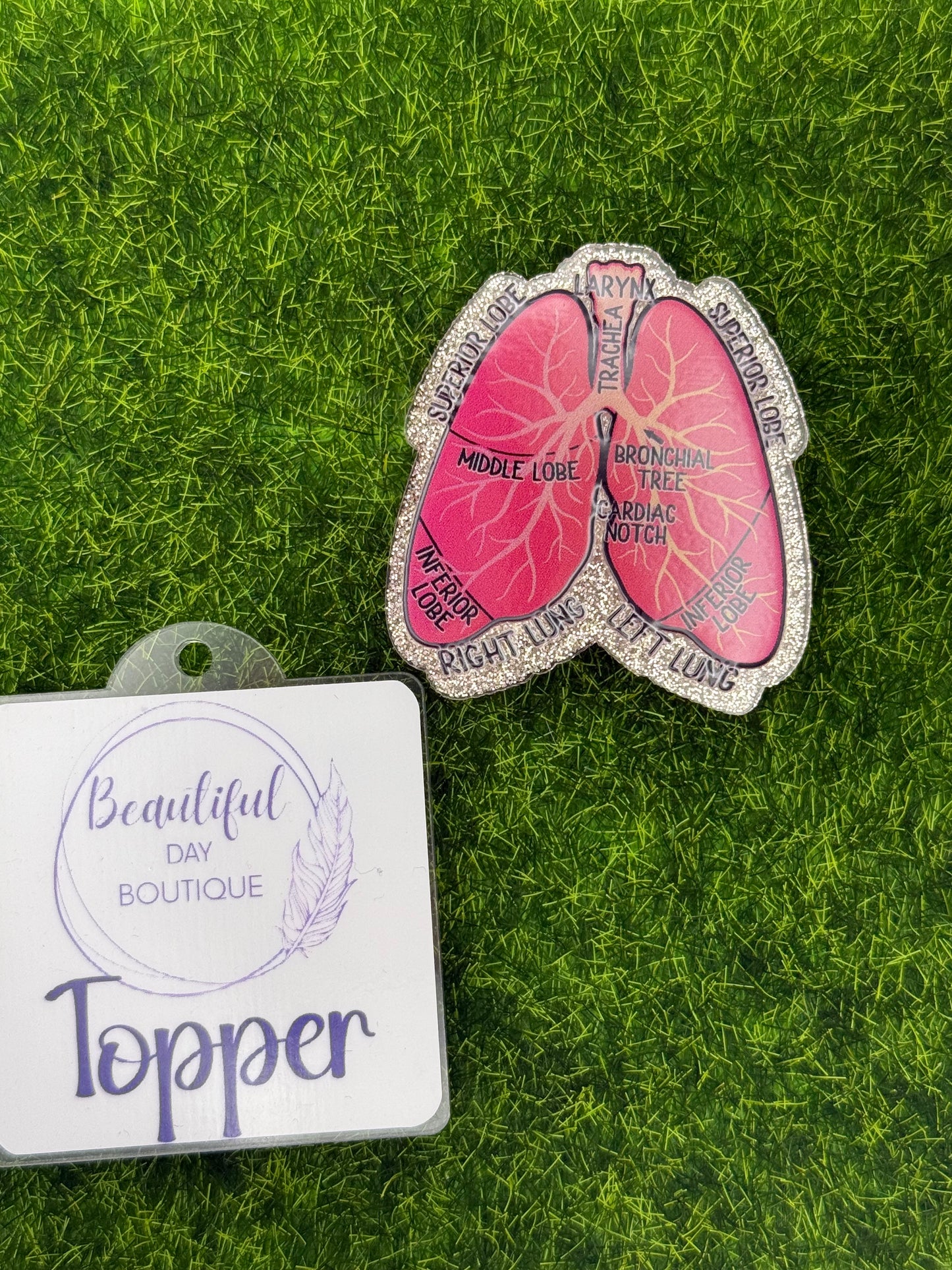 Lungs-labeled