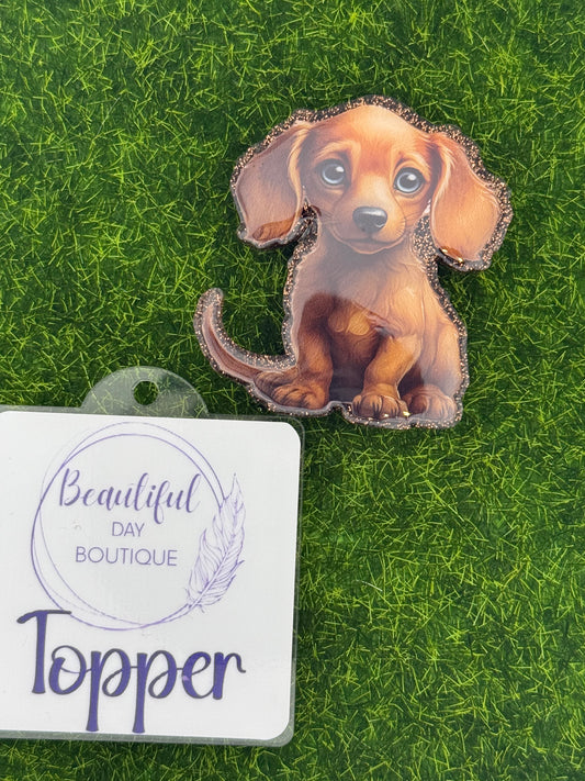 Dachshund pup