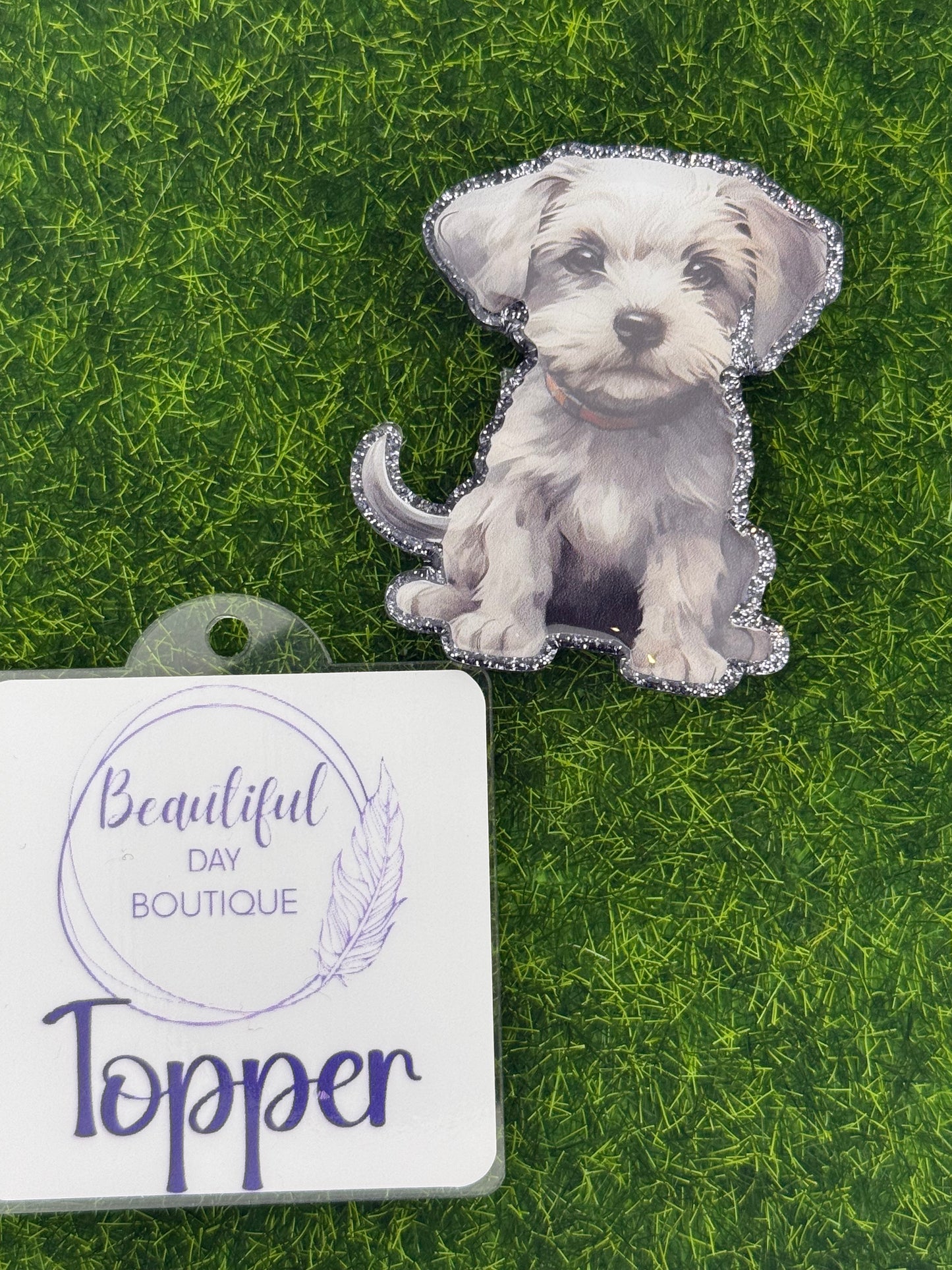 Dandie Dinmont terrier pup